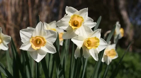 Daffodils, zooming out Video stock 4013058