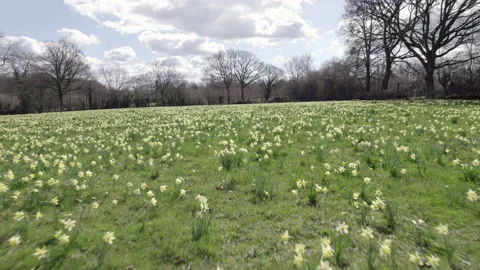 Daffodils1 Stock Footage 237098707