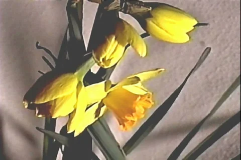 Daffodils2 Video stock 872499