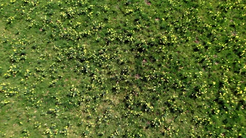 Daffodils2 Stock Footage 237098702