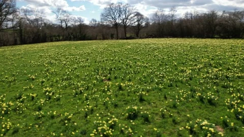 Daffodils3 Stock Footage 237096882