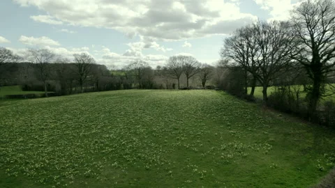 Daffodils4 Stock Footage 237362037