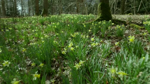 Daffodils5 Stock Footage 237362030