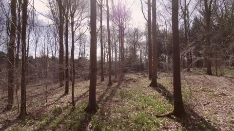 Daffodils6 Stock Footage 237362036