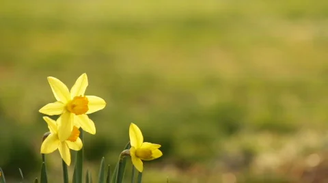 DaffodilsAfternoon 01 Stock Footage 669898