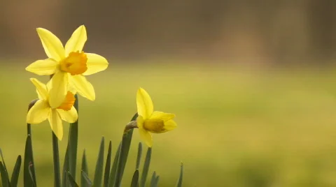 DaffodilsAfternoon 02 Stock Footage 669832