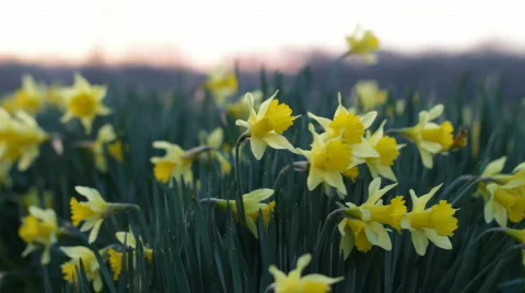 DaffodilsSunrise 01 Video stock 669752