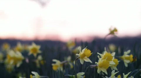 DaffodilsSunrise 02 Stock Footage 669652