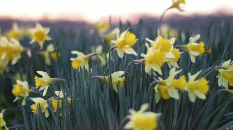 DaffodilsSunrise 03 Stock Footage 669593