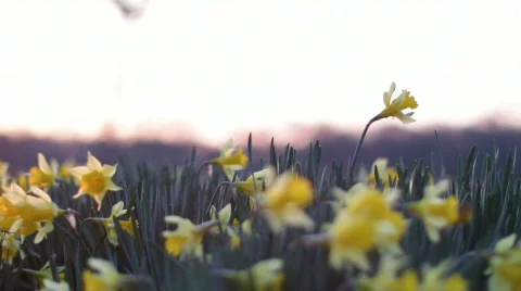 DaffodilsSunrise 04 Stock Footage 669506