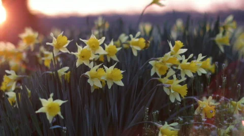 DaffodilsSunrise 05 Stock Footage 669407