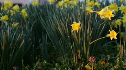 DaffodilsSunrise 06 Stock Footage 669245
