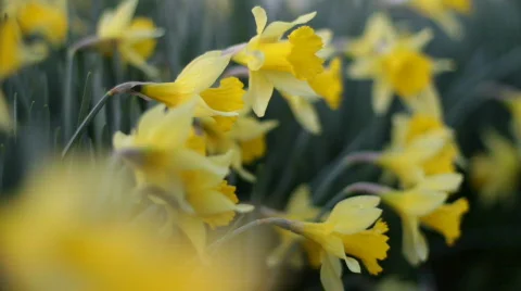 DaffodilsSunrise 07 Stock Footage 669133