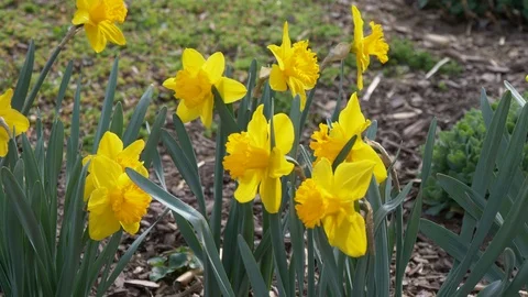 Daffodis1 - slider shot 4K Stock Footage 105878734