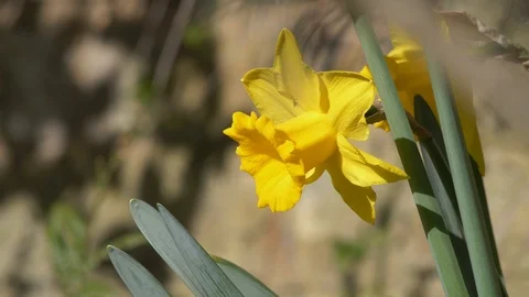 Daffoldil 250319 Stock Footage 105291863