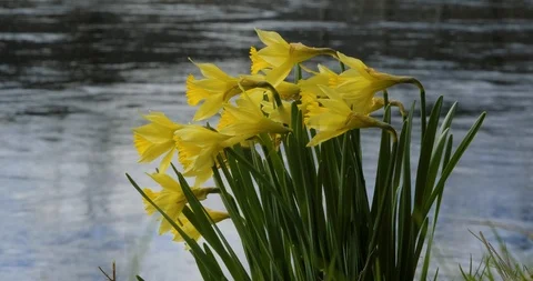 Daffs 2 Stock Footage 104881523