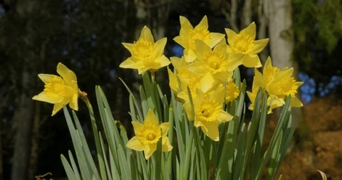 Daffs 3 Stock Footage 104880774