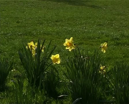 Daffs cu2 Vídeo Stock 10909342