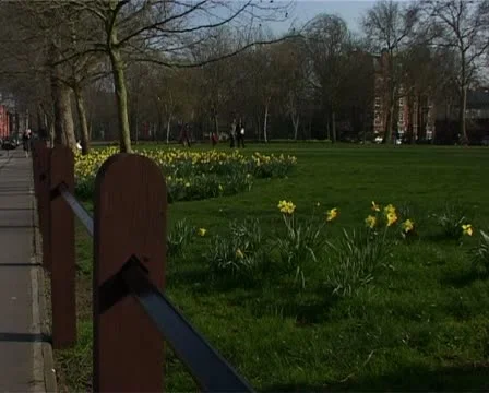 Daffs on green1 Vídeo Stock 10909379
