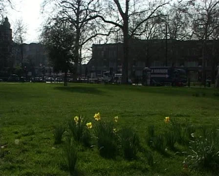 Daffs on green2 Vídeo Stock 10909429
