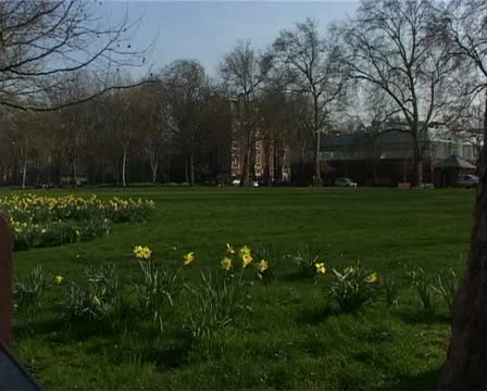 Daffs on green3 Vídeo Stock 10909426