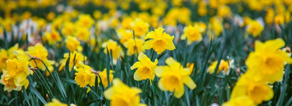 Daffs Stock Photos