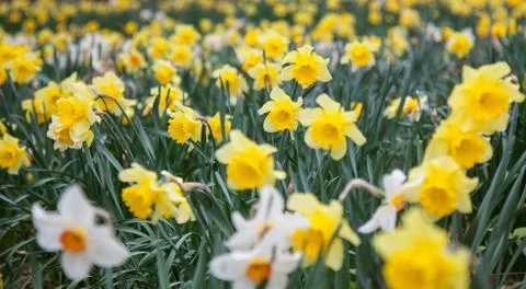 Daffs Stock Photos