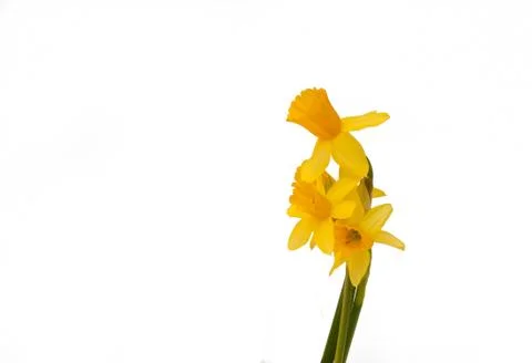 Daffs Stock Photos