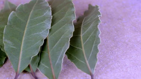 A dafne leaf is placed on top of a white surface Stock Footage 295325069