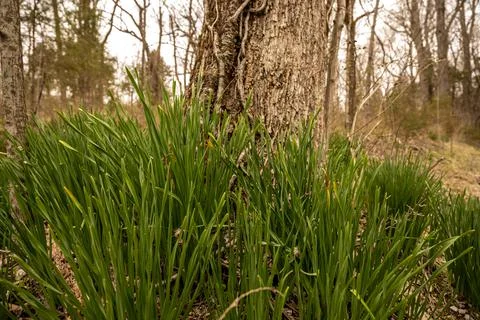Dafodil Plants At The Base of Tree Before Blooming In Early Spring Foto stock