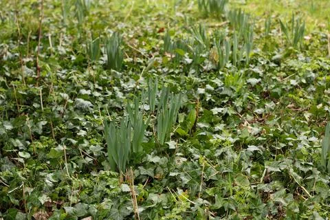 Dafodil shots in spring time Stock Photos