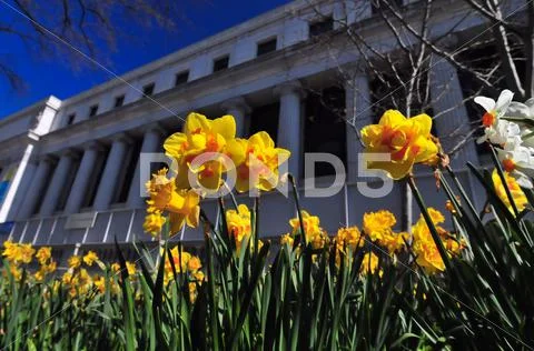 Dafodils with a classic old building in background Stock Photos