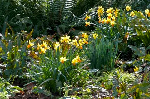 Dafodils in field Stock Photos