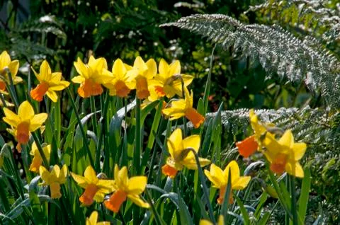 Dafodils in field Stock Photos