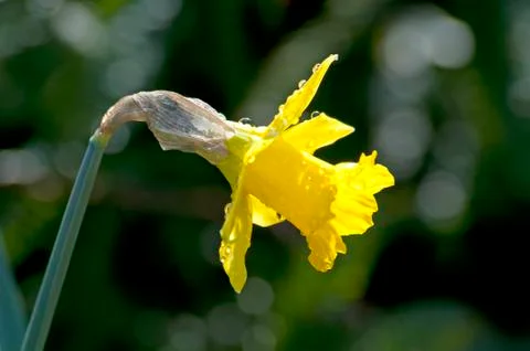 Dafodils in field Fotos de archivo
