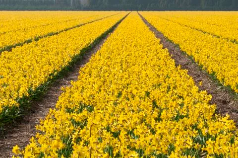 Dafodils in field Фото