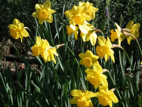 Dafodils Stock Photos