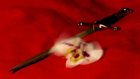 The dagger and orchid flower Stock Footage 73828671