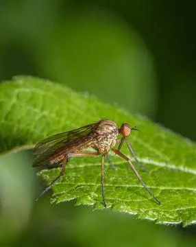 Dagger fly closeup Stock Photos