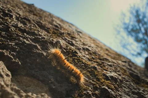 Dagger Moth Caterpillar Stock-Fotos