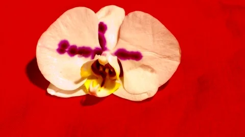 The dagger pierces a flower with an orchid Stock Footage 73936001