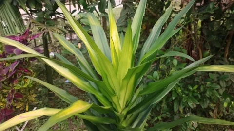 Dagger plant green leaf dance in the garden Stock Footage 157838193