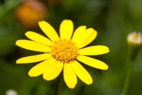 Dahlberg daisy Stock Photos