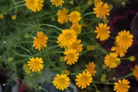 Dahlberg Daisy Stock-Fotos