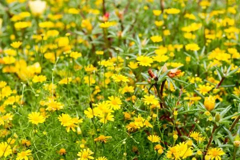 Dahlberg daisy Stock Photos