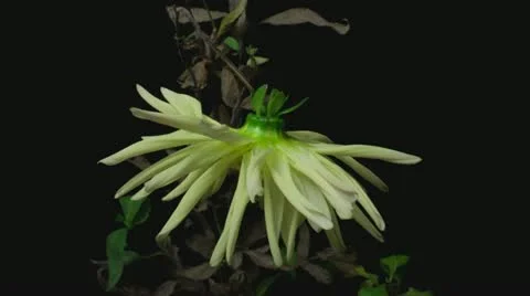 Dahlia 1 droop 1 Stock Footage 20439340