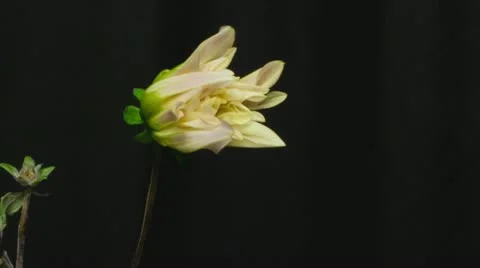 Dahlia 1B open Stock Footage 20439315