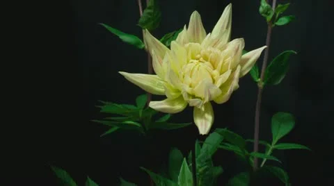 Dahlia 4 Stock Footage 20448079