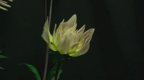 Dahlia 5 Stock Footage 20439336