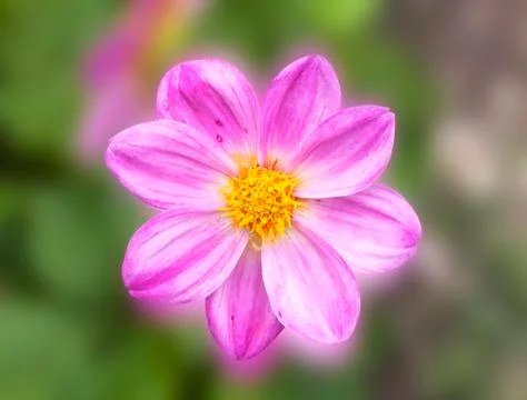 Dahlia background texture Foto stock